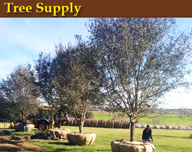 Texas Tree Farms | Central Texas Tree Farms